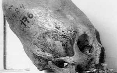 Teschi provenienti da Inca, Perù, e Mérida, Messico