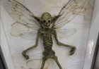 Gli Elfi esistono da oltre 3000 anni